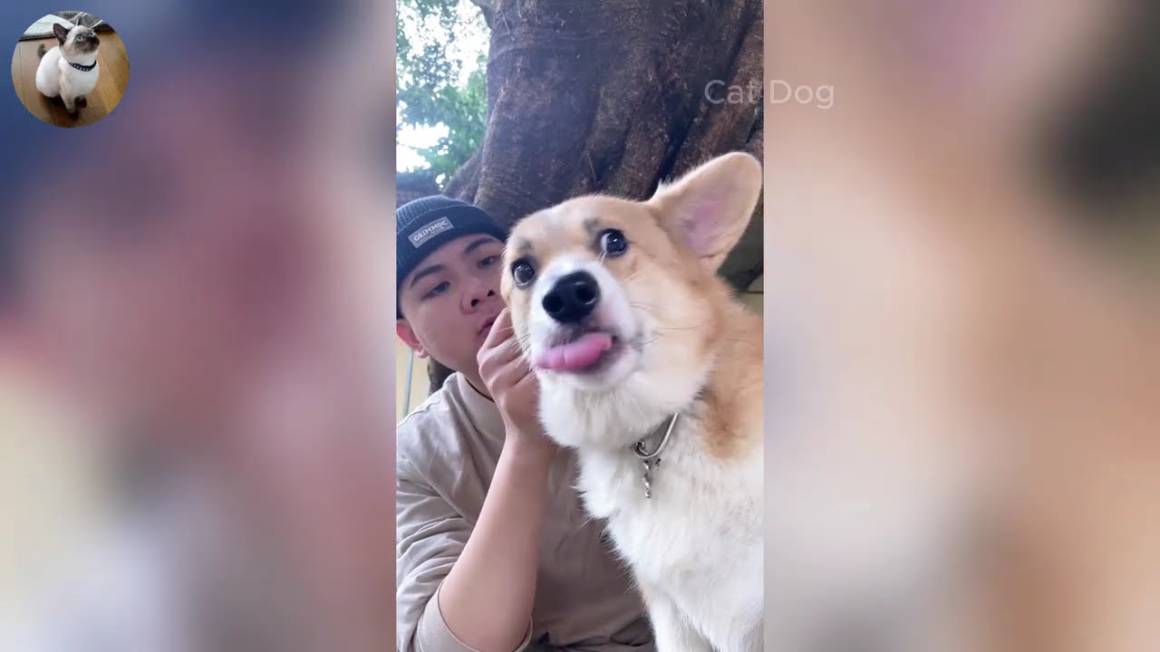 Funniest Cats and Dogs Videos 2025🐈🐕Try Not To Laugh😜 Part 14