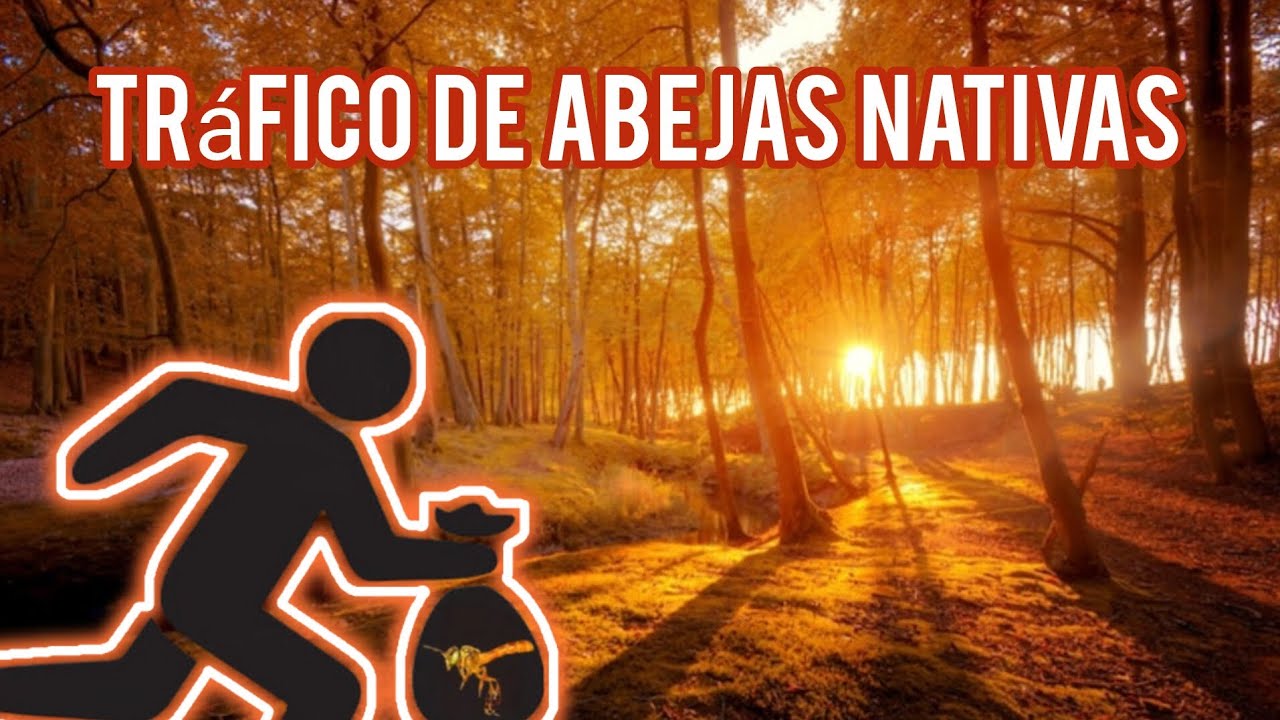TRASLADO Y TRÁFICO DE ABEJAS NATIVAS 