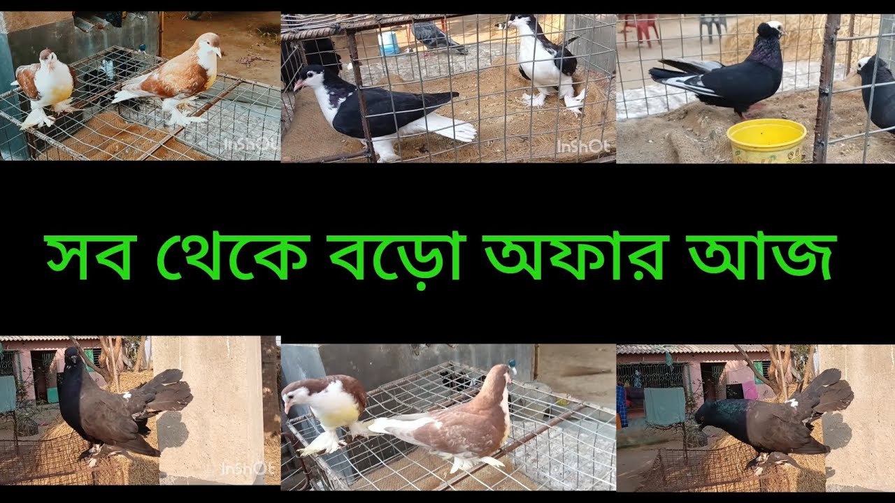 মাত্রো 150 টাকা জোড়া 💸 পাইরা ধামাকা অফার না দেখলে লশ kabutor #bolpur pigeon