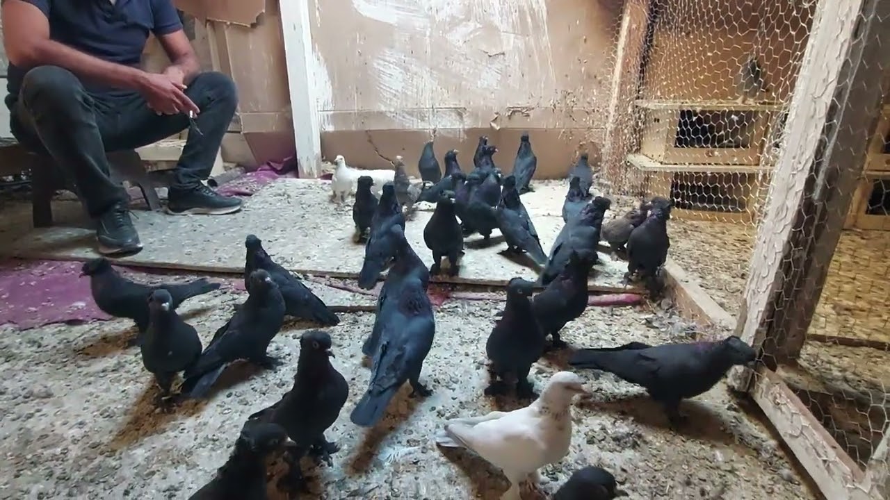 ABDULLAH ERISIS ABININ SIYAH İNCİLERİNİ CEKTIK MASALLAH KUSLARINA #güvercin #pigeon #birds #kabootar