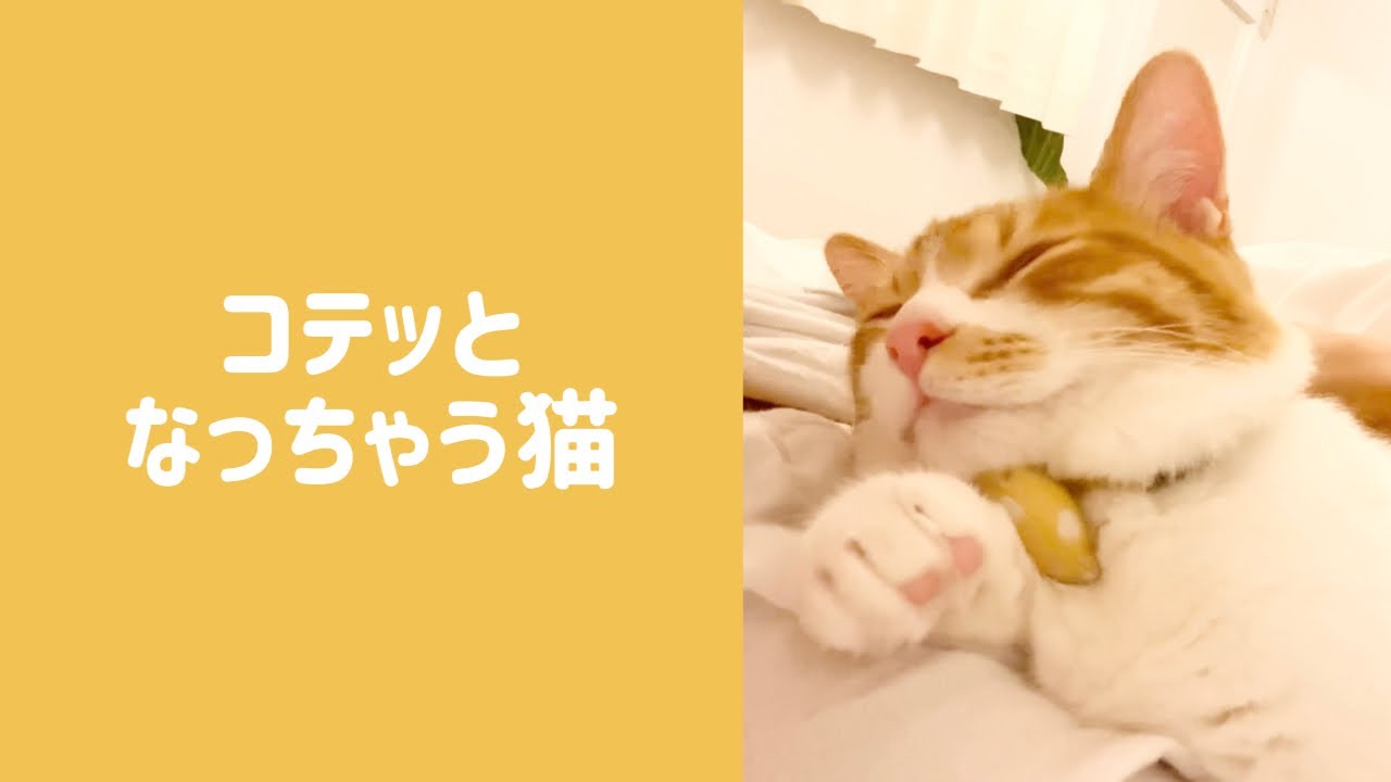 【キュン死】一瞬だけ持たれかかっちゃう茶白猫【#Shorts】