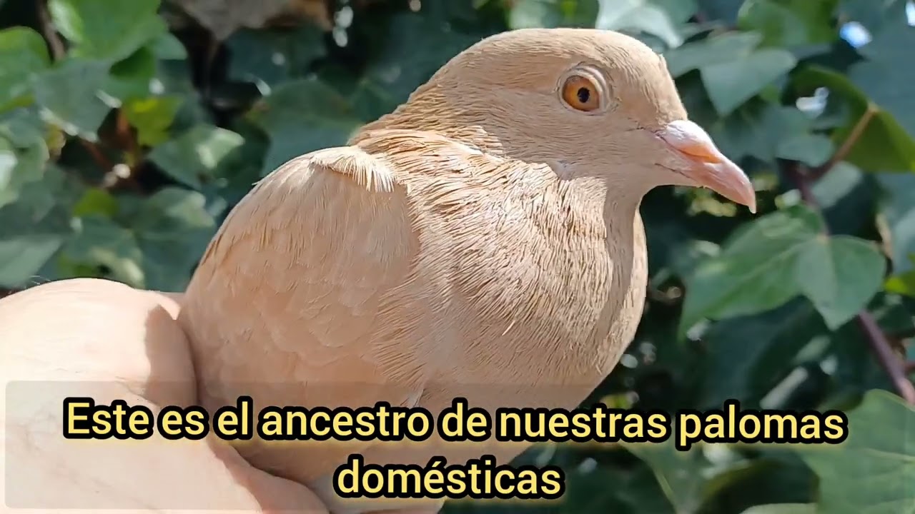 Genes raros en una paloma bravia