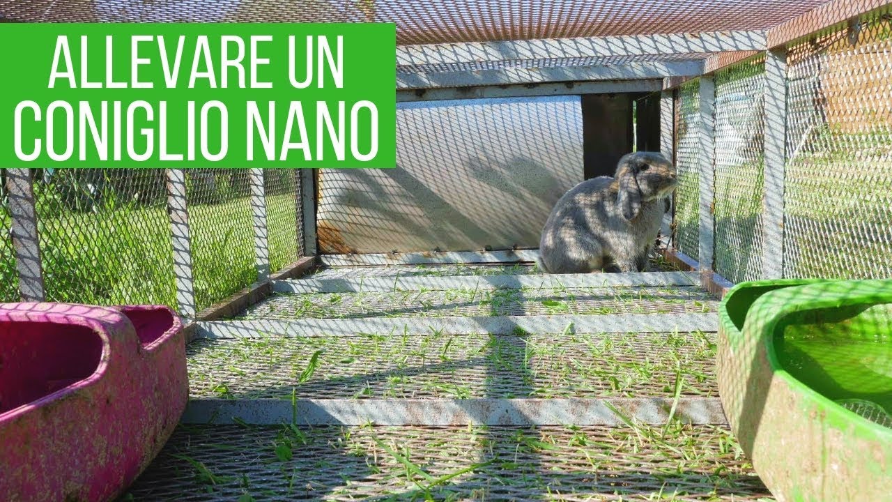 La migliore gabbia (AUTOCOSTRUITA) per il coniglio 🐇