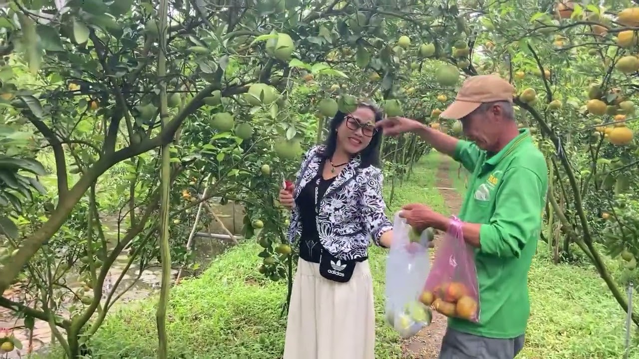 Vườn Quýt Hồng năm Tiệm Lai Vung Đồng Tháp , điểm đến hấp dẫn và thu hút khách du lịch nhiều nhất ..