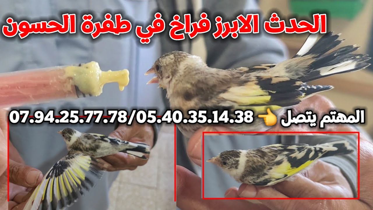 عرض خاص و حصري : متوفر فراخ للبيع في طفرة الحسون و فراخ المقنين العادي و المقنين تاع الكوبلاخ شاهد !