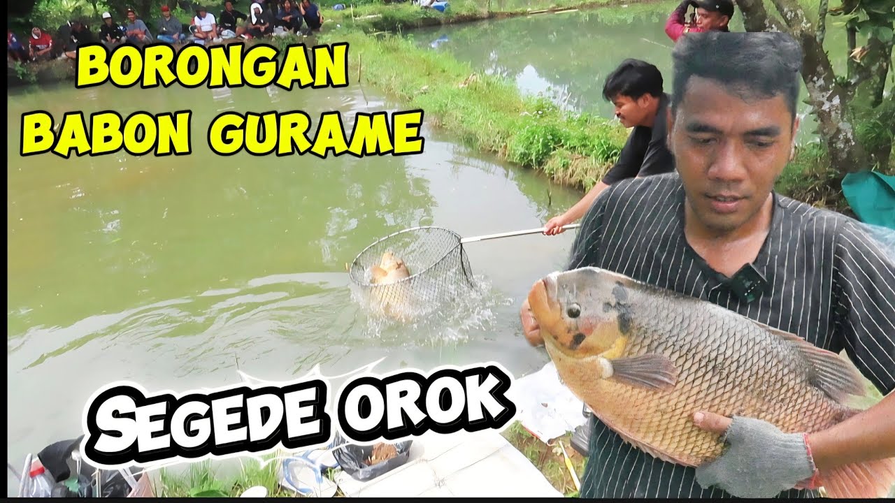 GURAME SEGEDE OROK,,,‼️ MANCING BORONGAN GURAME BABON