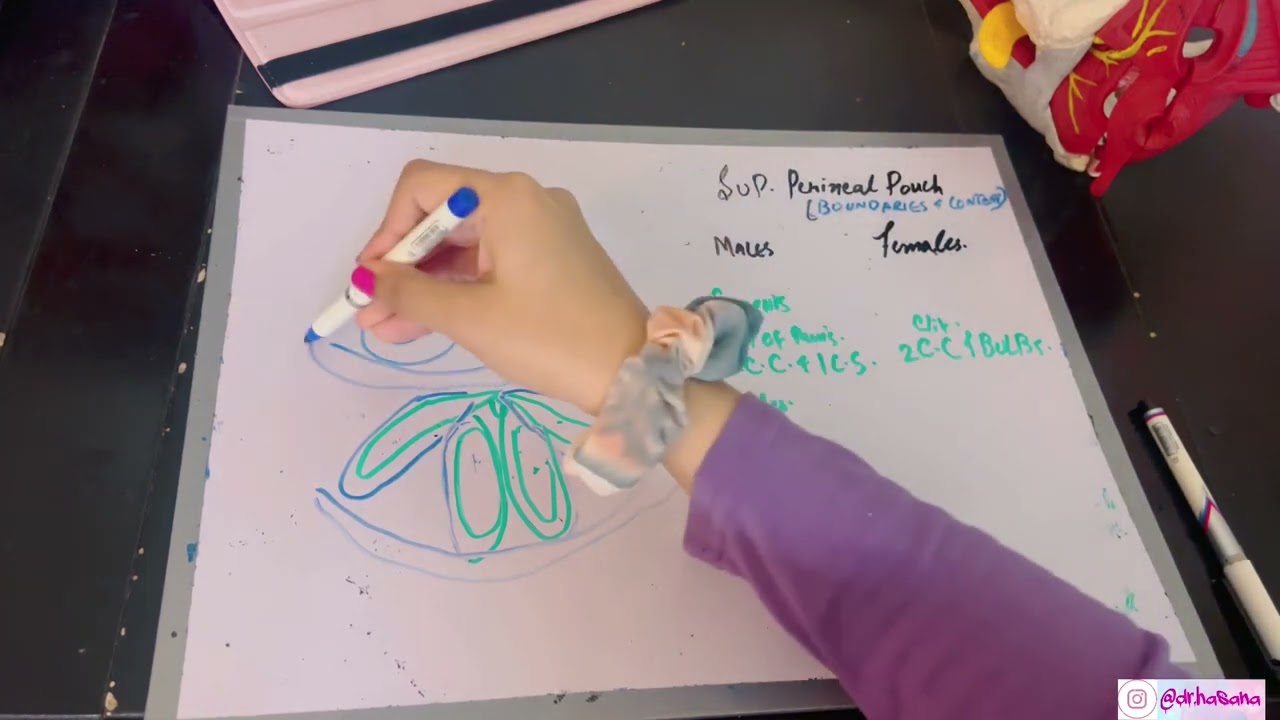 Superficial Perineal Pouch | BEST method to learn | Males vs Females