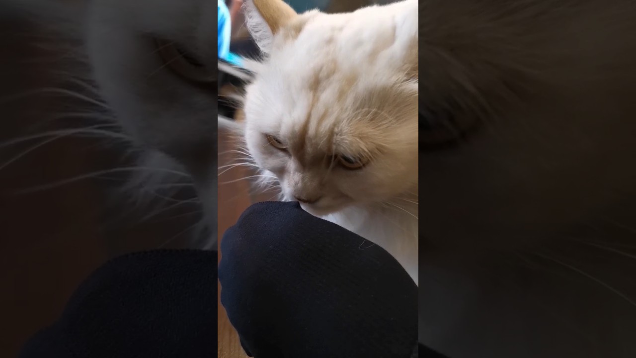 Persian cat checking out sock foot 
