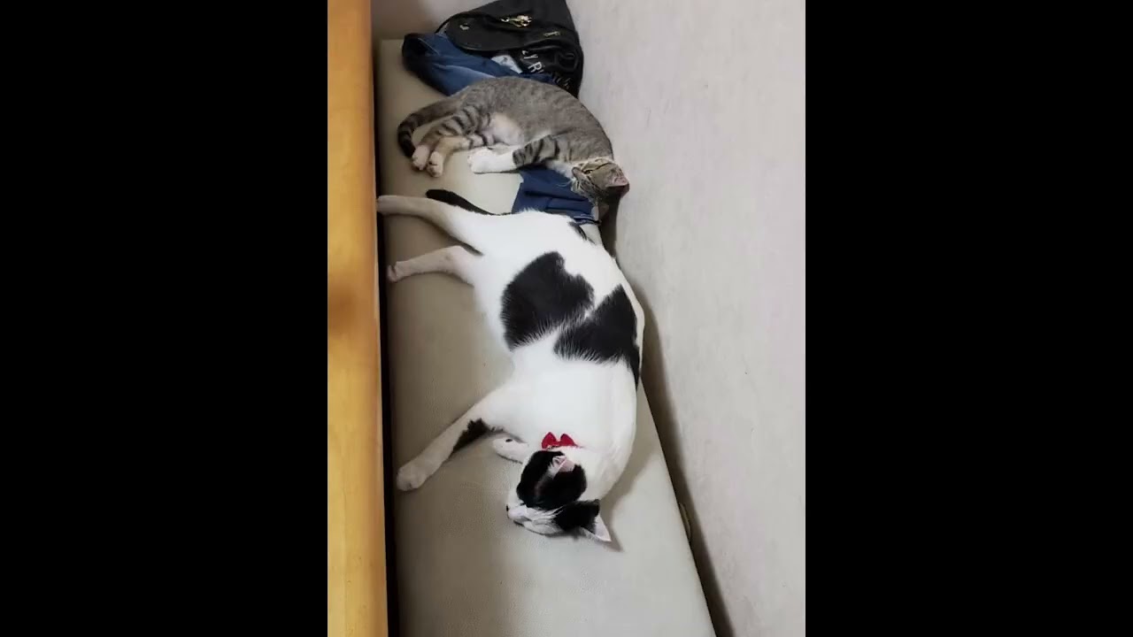 寝る猫　　　#shorts 