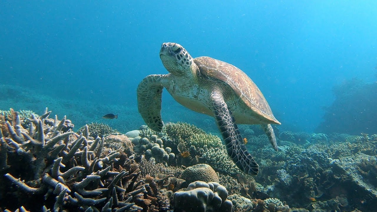 Pristine Coral Reefs - Scubadiving the lagoon of Mayotte