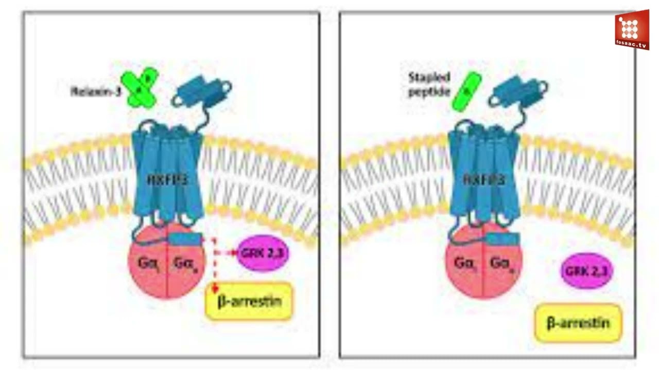 Modifying brain molecule relaxin 3 can potentially reduce side effects in treating anxiety