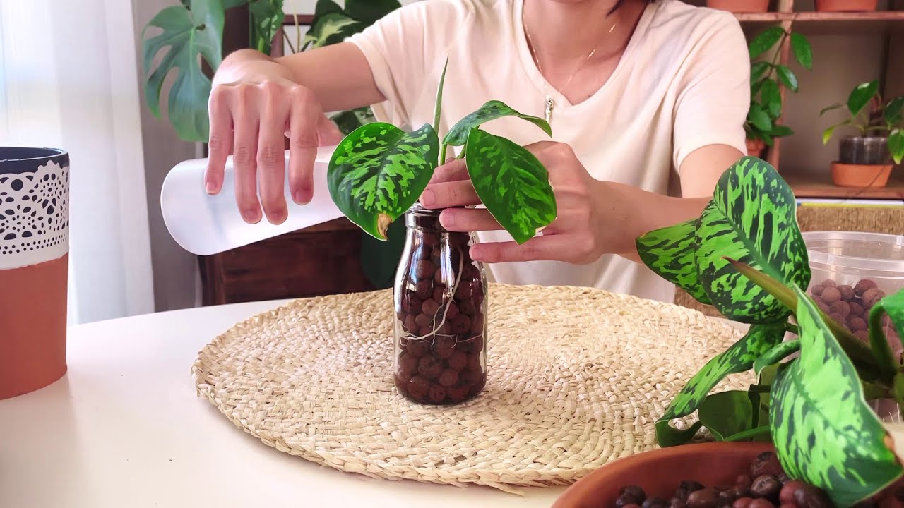 #20 乾貨❣️陶粒半水培原來這麼簡單｜根系美哭🌿  Growing Homalomena Wallisii in Leca Semi-hydro