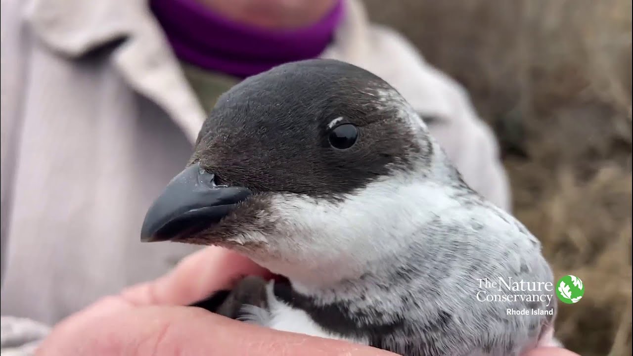 Dovekie Rescue | Nature Near You