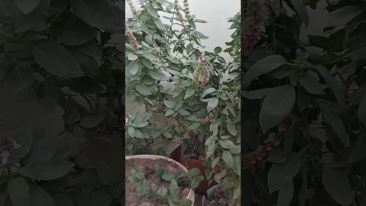 بدأت قناة 