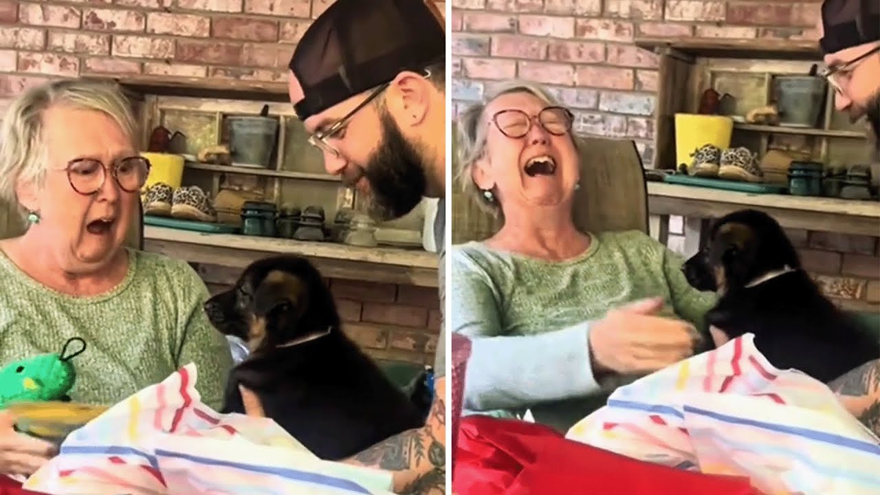 🐕 FULL New New Puppy Surprise Compilation 2025 | Let Emotions.