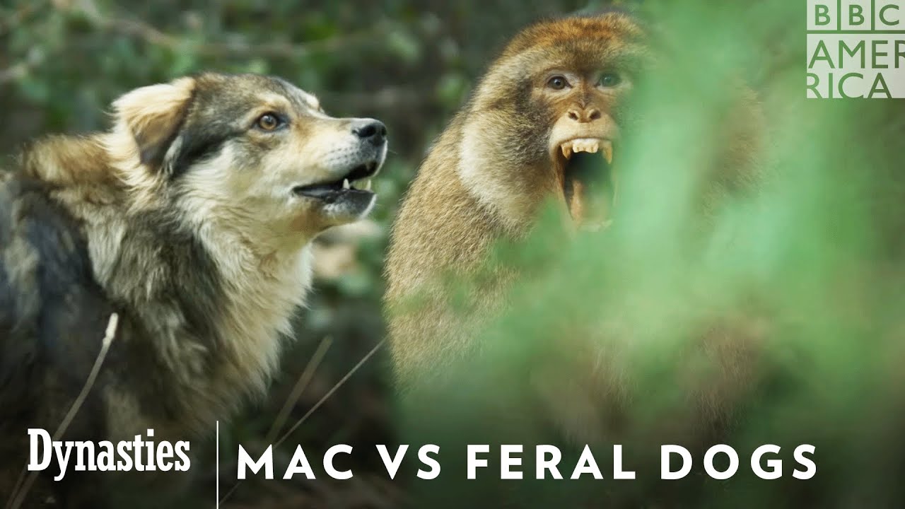 Can Mac Protect His Babies From the Feral Dogs? 🐒🐕 Dynasties II | Watch on BBC America or AMC+