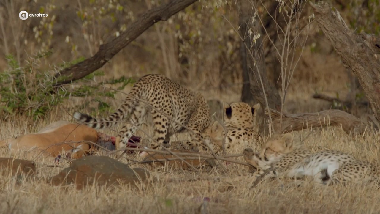 Jachtluipaarden in 't wild | Helden van de Wildernis