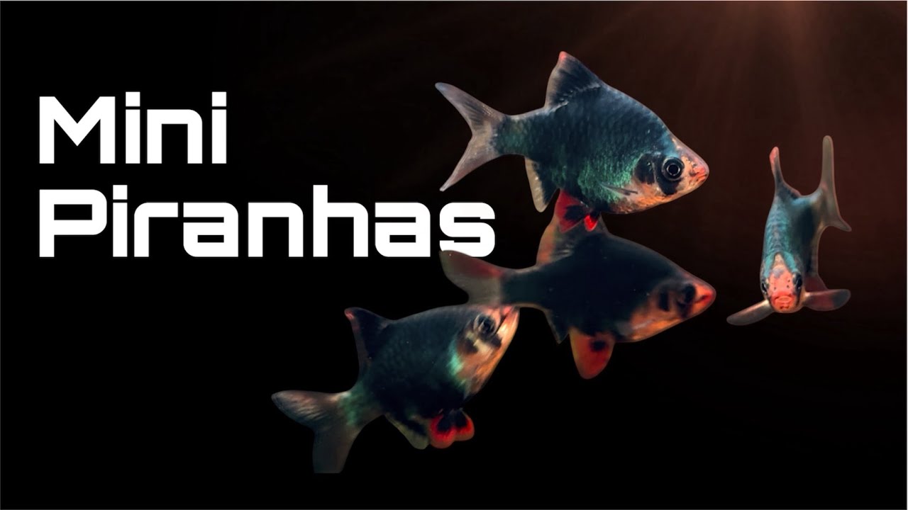 Introduction to the Green Tiger Barb (Cinematic)