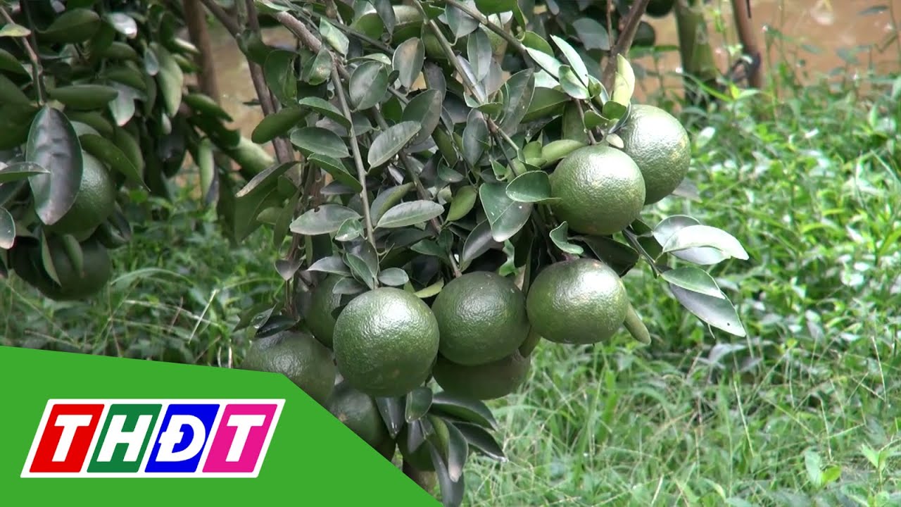 Giá cam sành tiếp tục 