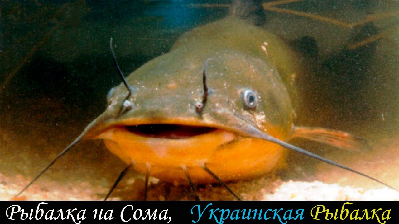 Рыбалка на озере - новый формат