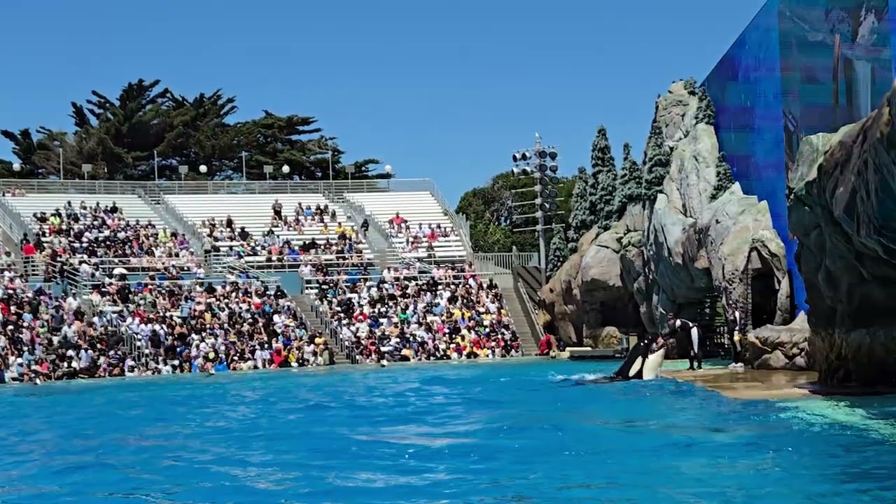 Orca Show, Seaworld San Diego 🐋🐋🐋