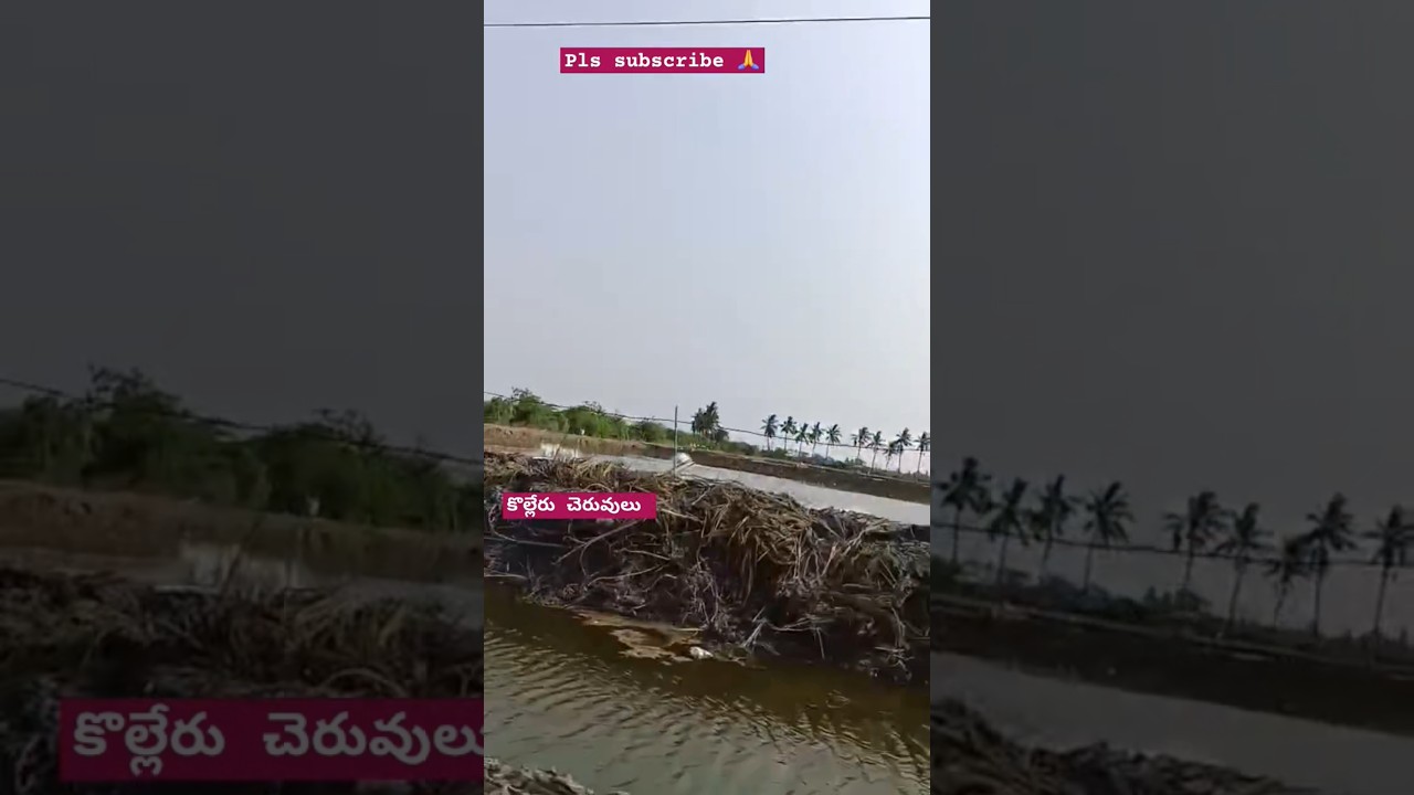 🙏కొల్లేరు చెరువులు చాలా మందికి జీవనాధారం 
