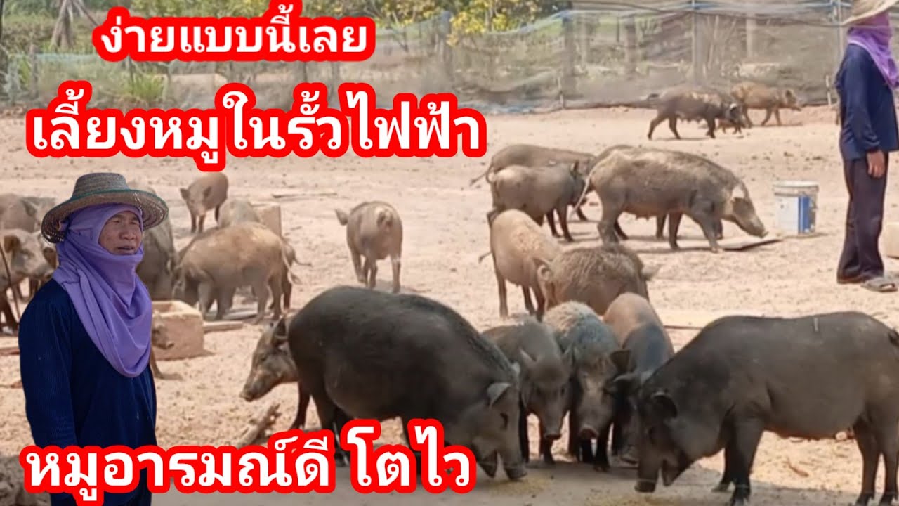 สุดยอดฟาร์มหมูป่า!! เลี้ยงในรั้วไฟฟ้า พื้นที่๑ไร่ หมูโตไว  อยู่รวมเป็นฝูง ลูกดก ผสมพันธุ์แบบธรรมชาติ