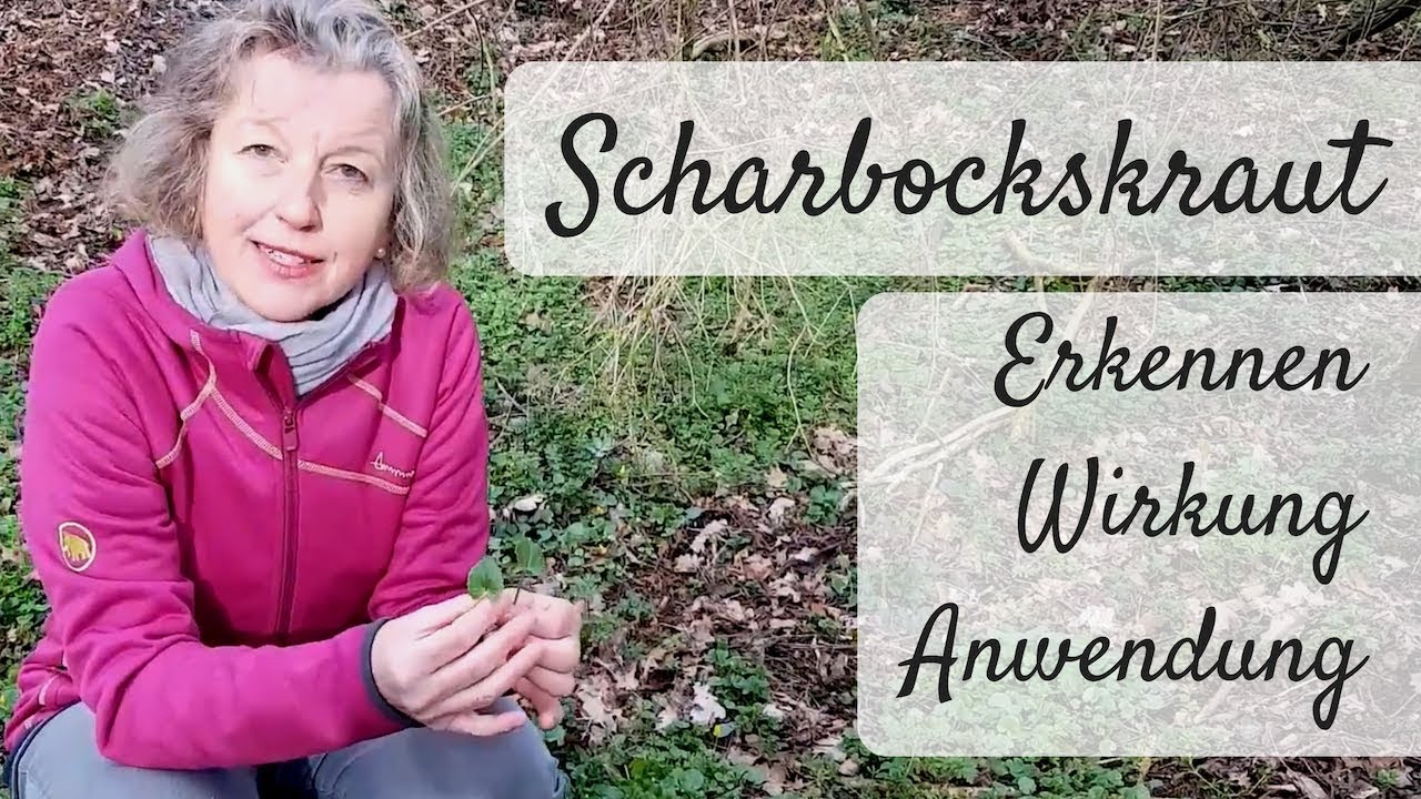 🌻 Scharbockskraut, der grüne Naturarzt - Wildkräuter erkennen, sammeln / Wirkung & Anwendung
