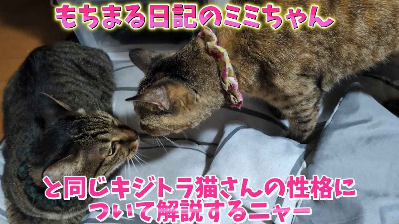 もちまる日記のミミちゃんと同じキジトラ猫さんの性格について解説するニャー！！