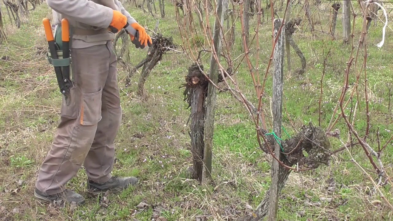 Taming An Old Vineyard  - Pruning A Row