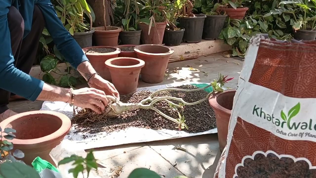  || आज भाई ने कया करदी या गार्डन को vlog || part -1 ||