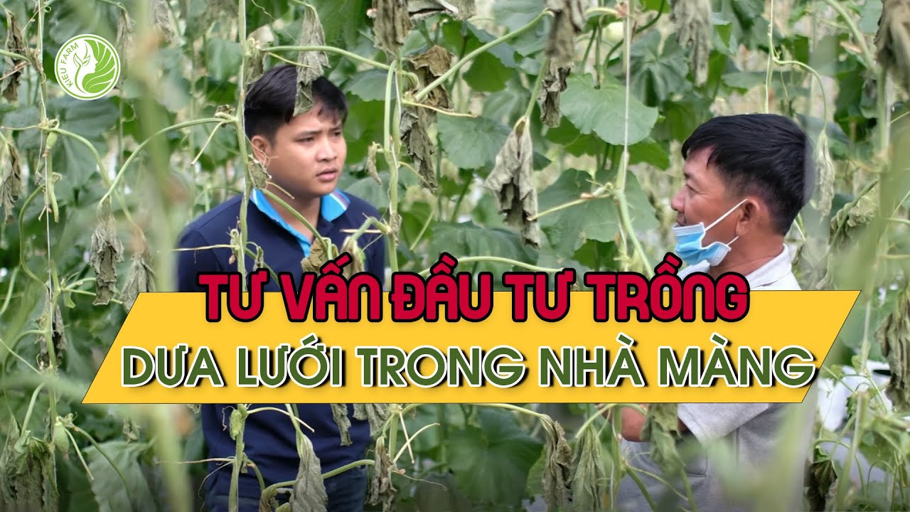 Tư vấn đầu tư trồng dưa lưới trong nhà màng | Ninh Nguyễn Official