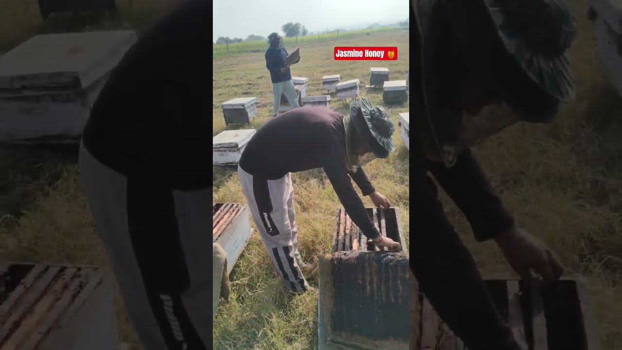 Jasmine Honey Bee Farm c 