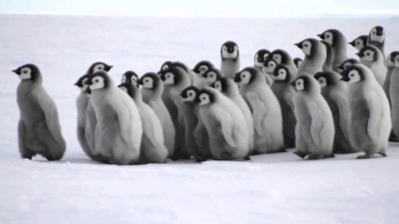 Baby Emperor Penguins!
