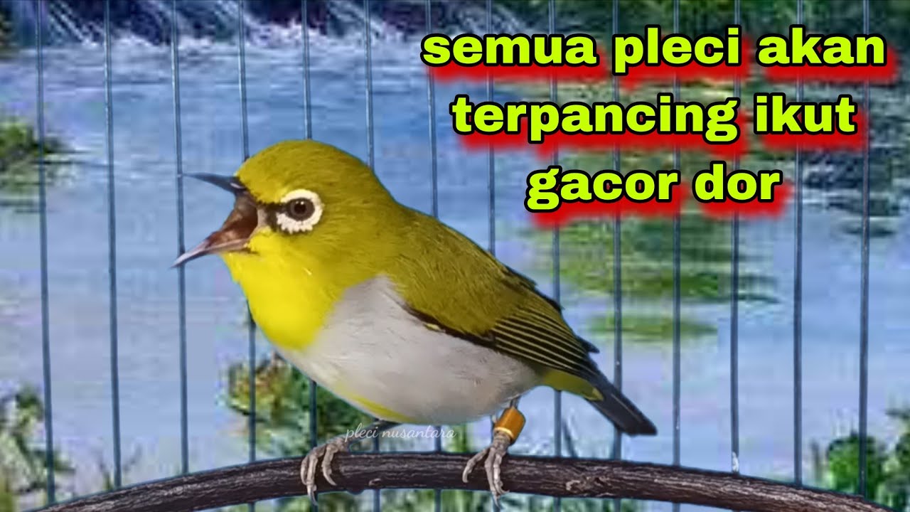 Suara Burung Pleci Gacor Ngalas Ngerol,Semua Pleci Akan Terpancing Ikut Gacor || Pleci Bustomi Gacor