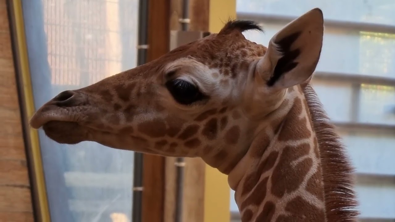 Girafje geboren in Diergaarde Blijdorp Rotterdam