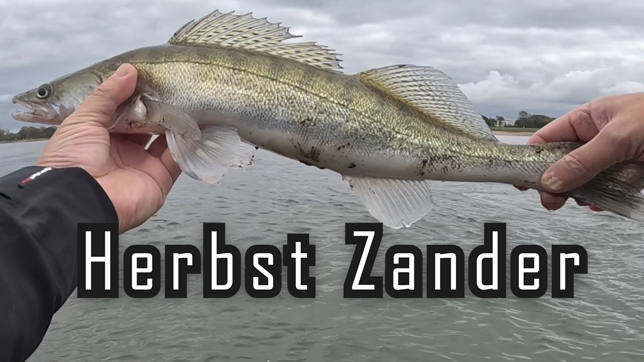 Zander angeln  im Herbst 🎣 #zanderangeln  #zander #rhein