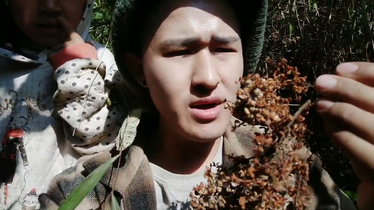 Blogging in Manipuri harvesting 