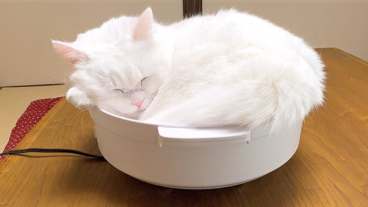今年も猫鍋の季節がやってきました！（みぞれ鍋ver）