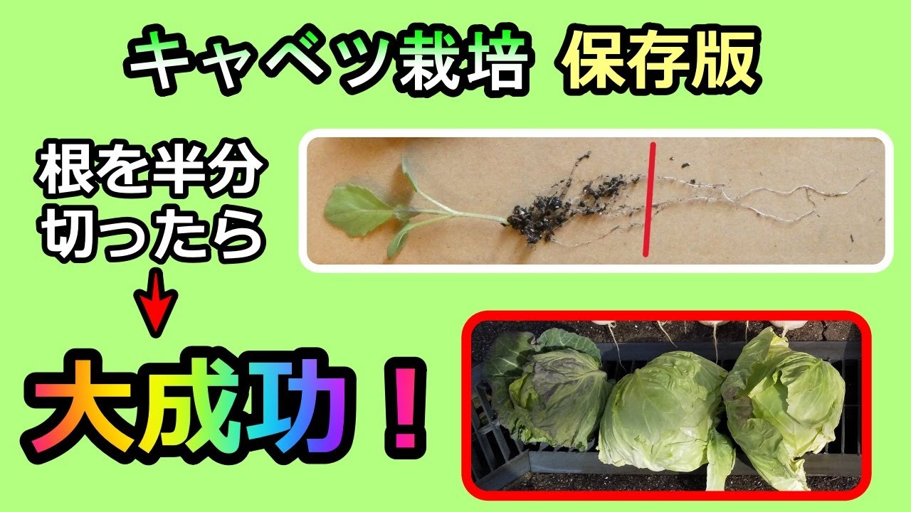 【保存版：キャベツの根を半分切ったら大成功！】素人でも簡単で大きなキャベツ 家庭菜園31年目