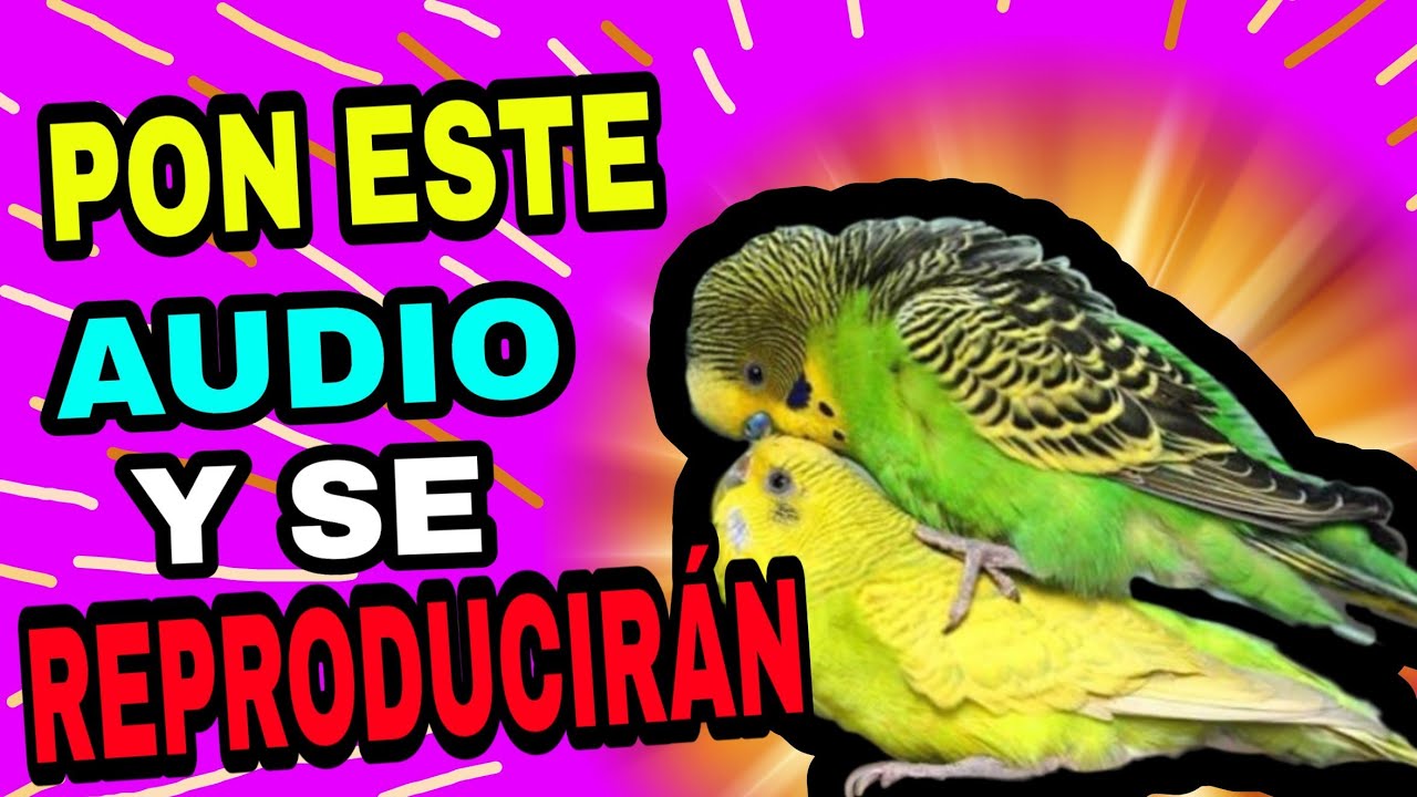 CON ESTE AUDIO TUS PERIQUITOS SE APAREARÁN