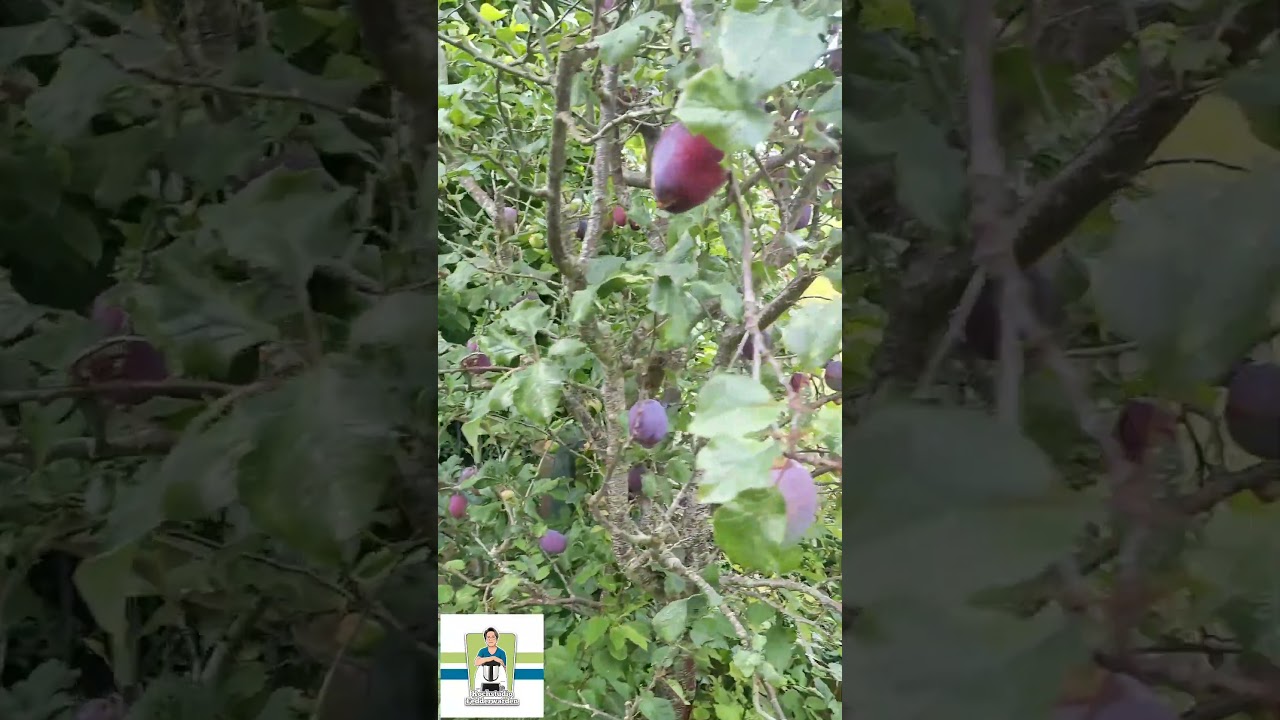 Zwetschgen oder Pflaumen?