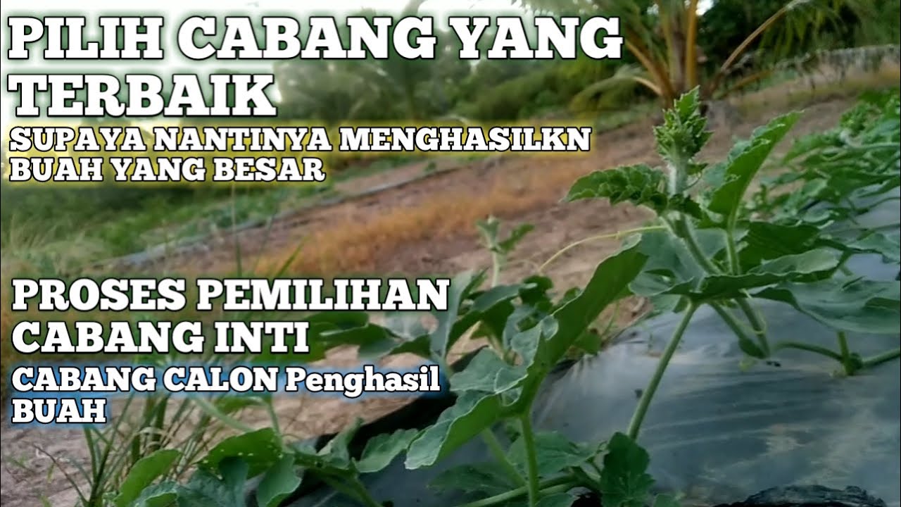 CARA YANG BENAR MEMILIH CABANG INTI • SEMANGKA NON BIJI