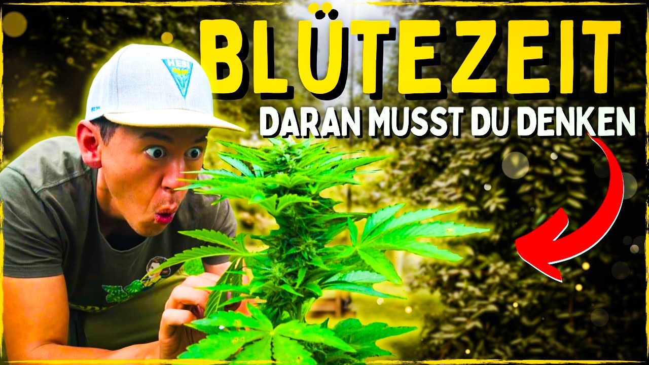 Anbau f&uuml;r Anf&auml;nger: Bl&uuml;tephase 😨 Das musst du &uuml;ber Bl&uuml;ten wissen!