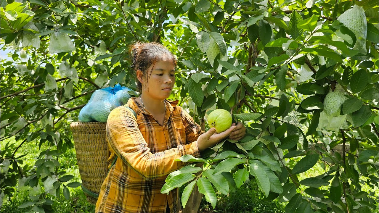 The young girl went to pick guava to sell at the market and sold chicken to Ly Phuc Loc.