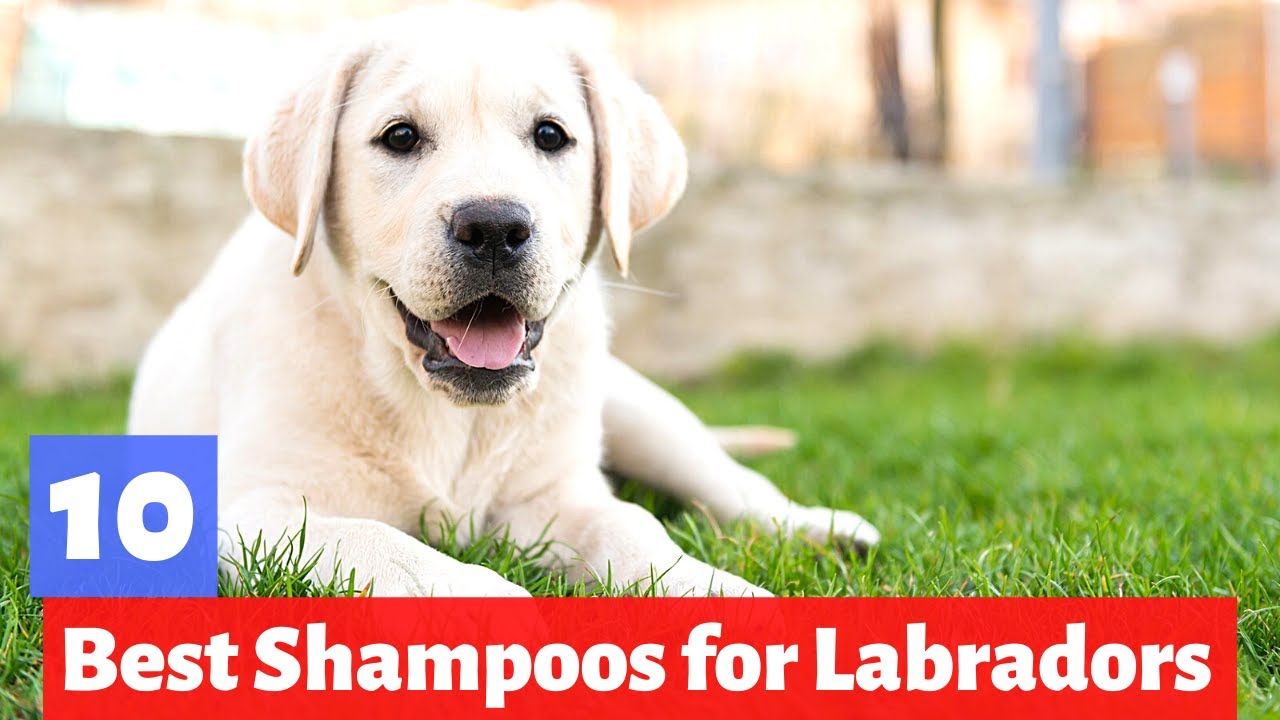 What are the Best Dog Shampoos For Labradors?
