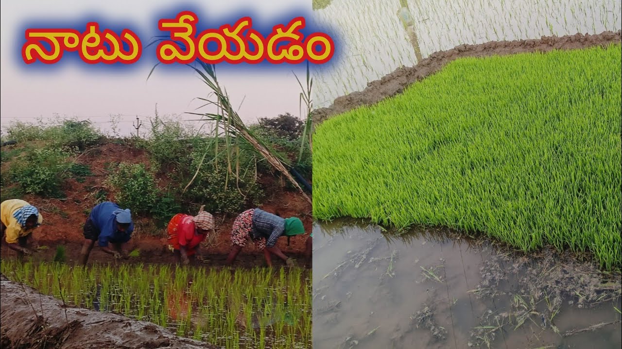 #telugu పాటలు పాడుతూ నాటు వేస్తున్నారు కైకలూరు#farmer telugu 