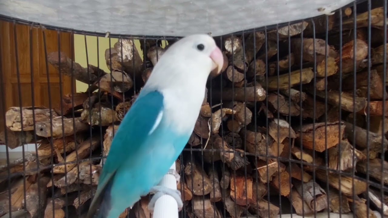 LABET ngekek gacor jeda rapat,solusi pancingan lovebird malas bunyi
