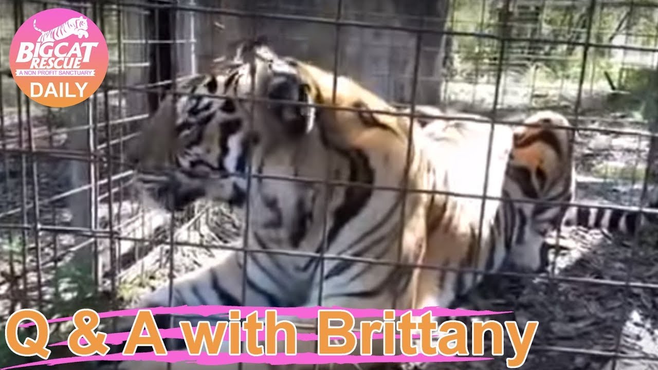 Simba Tiger is coming home from Vacation Rotation! Kimba Tiger going on Vacation! 12 26 2019