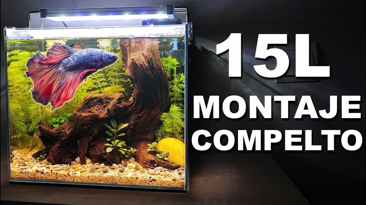 Montaje de 15 litros Para un Pez Betta | Paso a Paso
